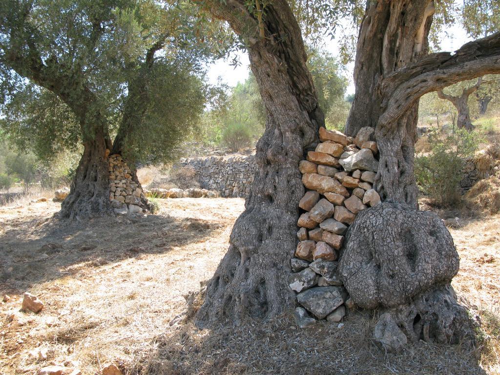 הקן - בית נופש רומנטי בעין כרם – ירושלים מראה חיצוני תמונה